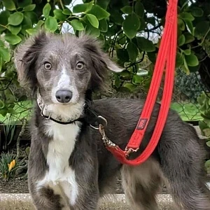 Harriet, a 4 years old female Whippet available for adoption from Greyhound Gap in Staffordshire