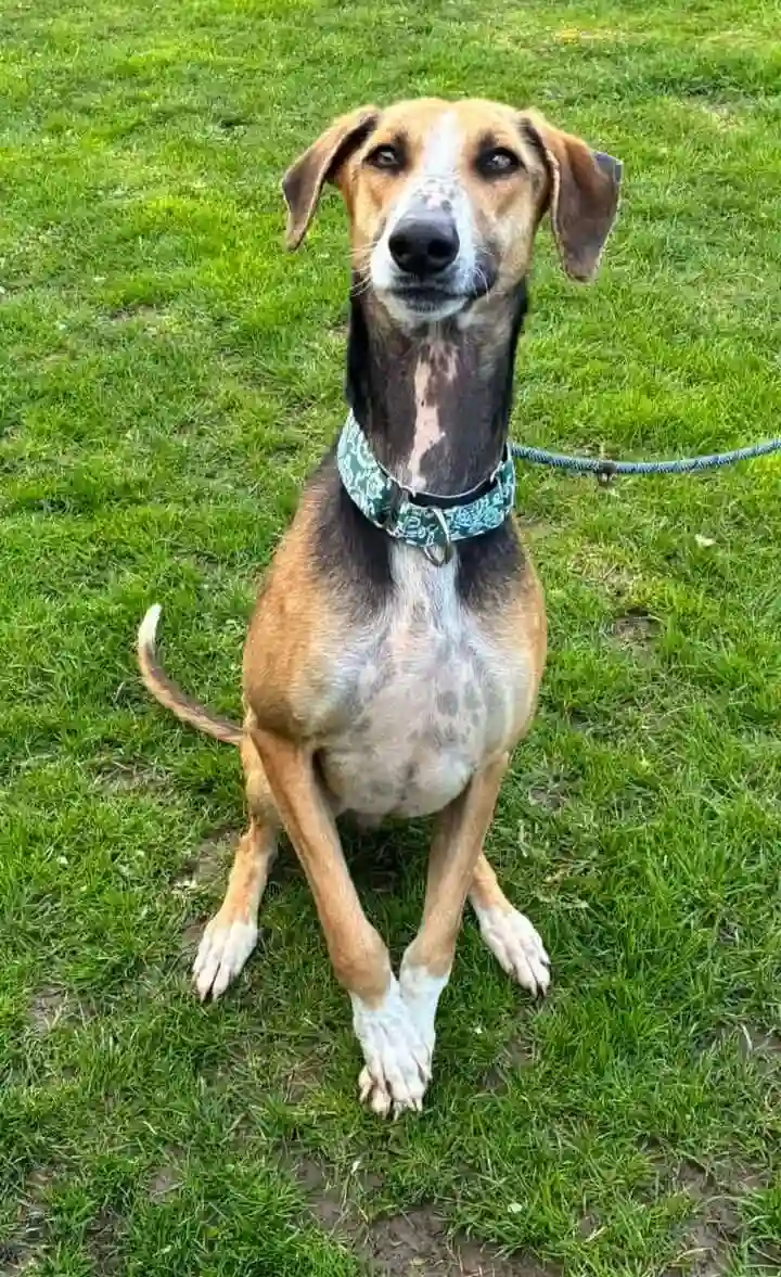 Morris, a 2 years old male Crossbreed available for adoption from Greyhound Gap in Staffordshire
