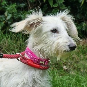 Ava, a 10 months old female Lurcher available for adoption from Greyhound Gap in Staffordshire