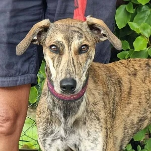 Nova, a 1 year old female Lurcher available for adoption from Greyhound Gap in Staffordshire