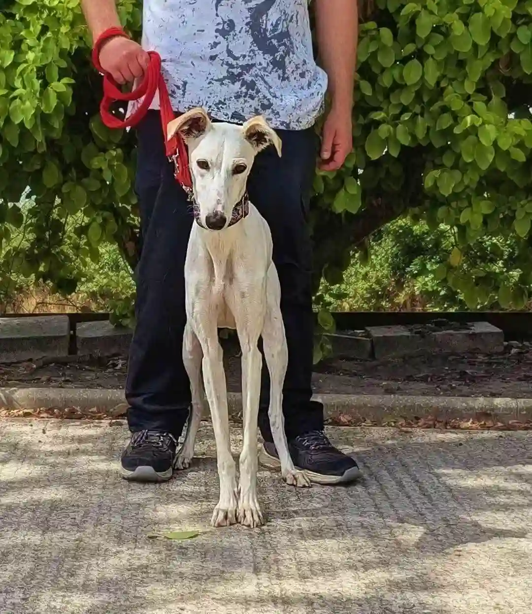 Polly, a 1 year old female Whippet available for adoption from Greyhound Gap in Staffordshire