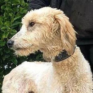 Snoop, a 2 years old male Lurcher available for adoption from Greyhound Gap in Staffordshire